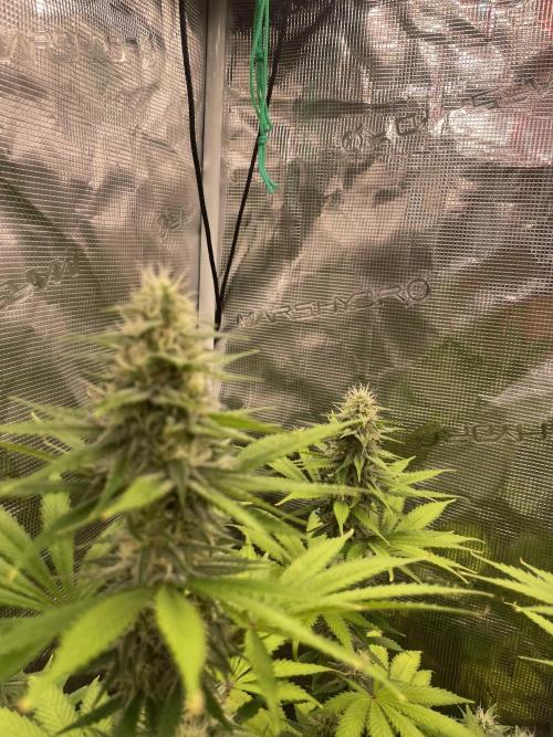 Northern lights. Week 11