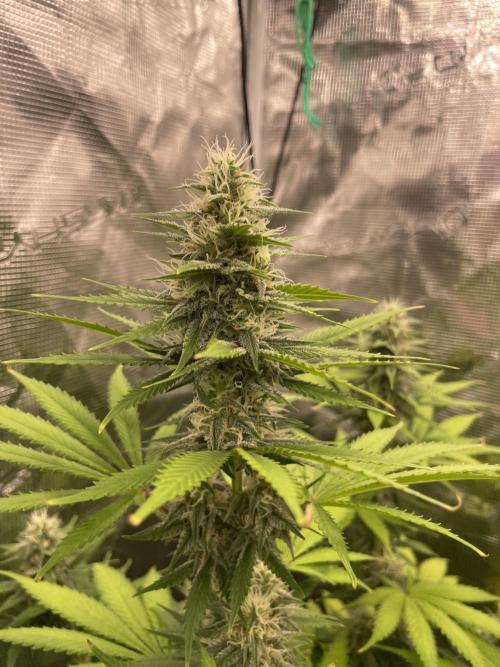Northern lights. Week 11