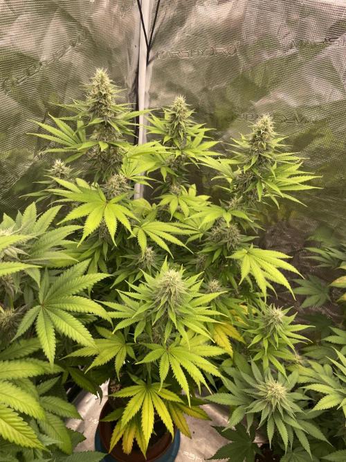 Northern lights. Week 11