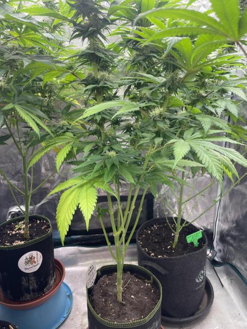 Cherry 🍒 Dream 💭. Week 11