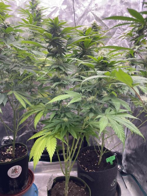 Cherry 🍒 Dream 💭. Week 11