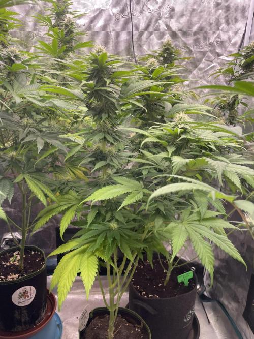 Cherry 🍒 Dream 💭. Week 11