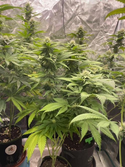 Cherry 🍒 Dream 💭. Week 11