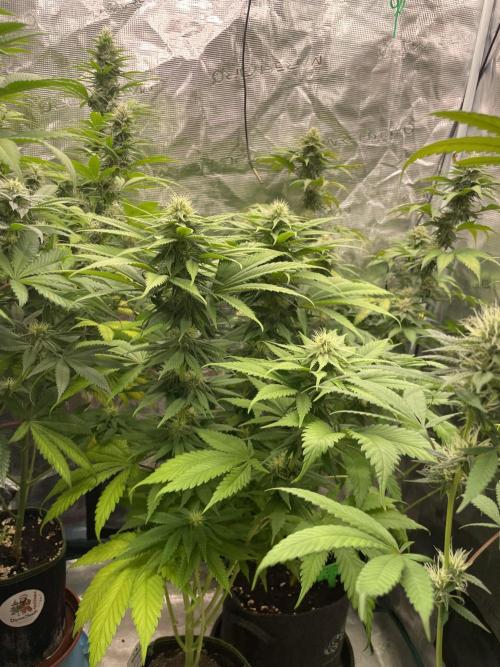 Cherry 🍒 Dream 💭. Week 11