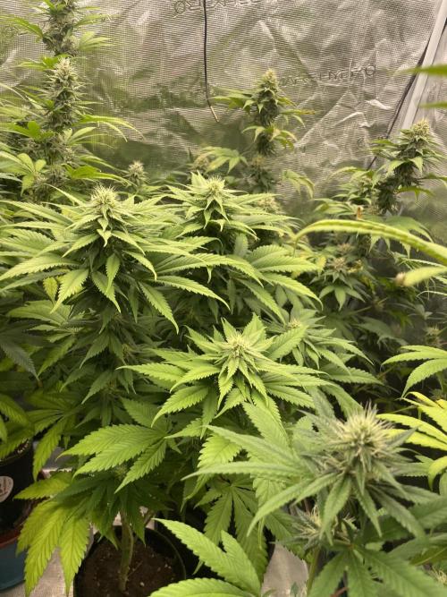 Cherry 🍒 Dream 💭. Week 11