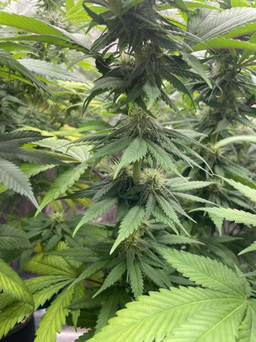 Cherry 🍒 Dream 💭. Week 11
