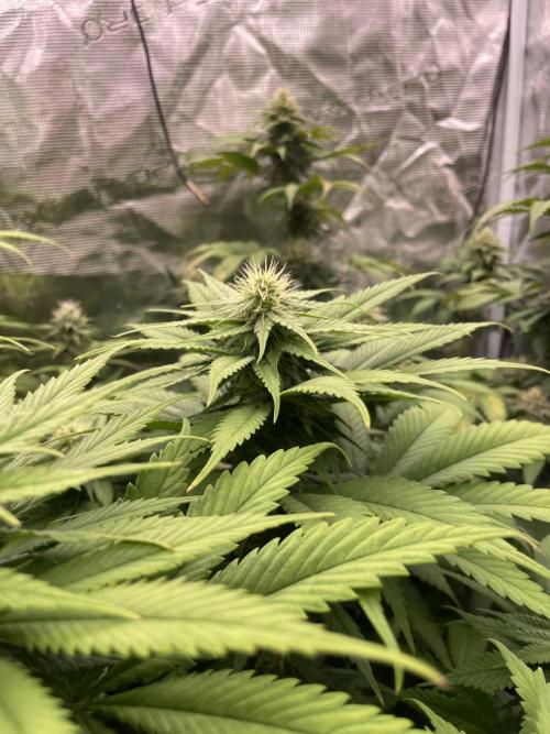Cherry Dream. Week 11
