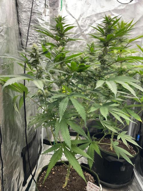 San Fernando lemon kush. Week 11