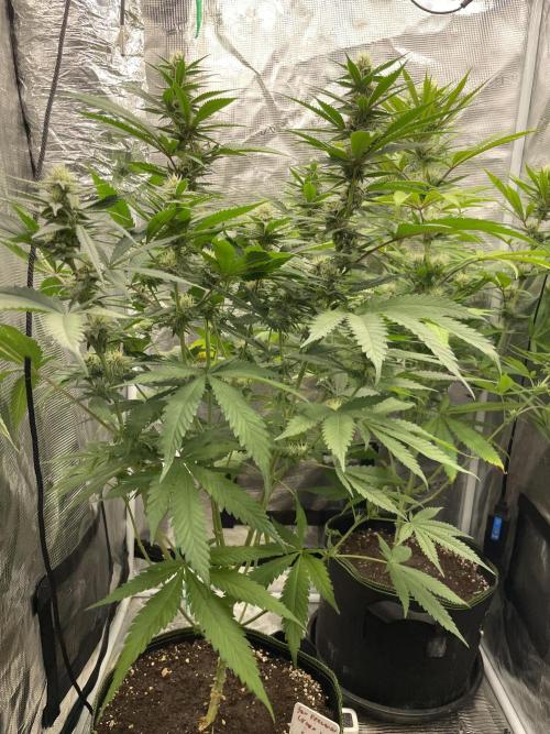 San Fernando lemon kush. Week 11