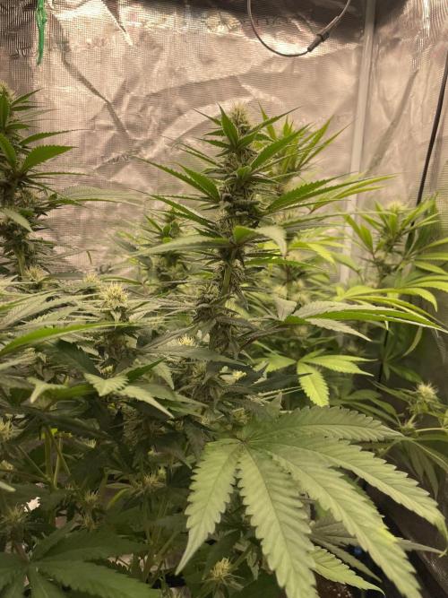 San Fernando lemon kush. Week 11