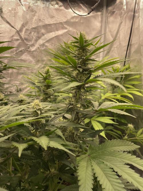 San Fernando lemon kush. Week 11