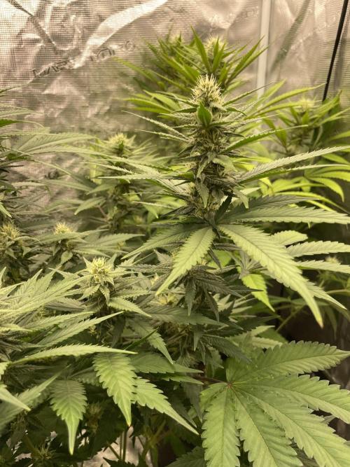 San Fernando lemon kush. Week 11