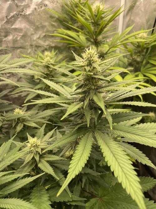 San Fernando lemon kush. Week 11