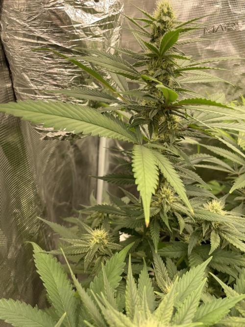 San Fernando lemon kush. Week 11