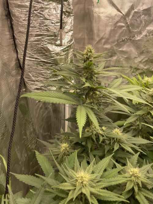 San Fernando lemon kush. Week 11
