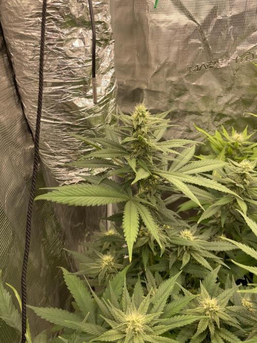 San Fernando lemon kush. Week 11