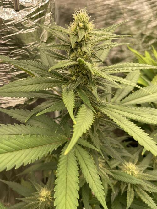 San Fernando lemon kush. Week 11