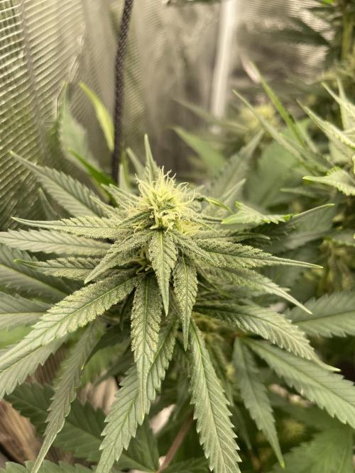 San Fernando lemon kush. Week 11
