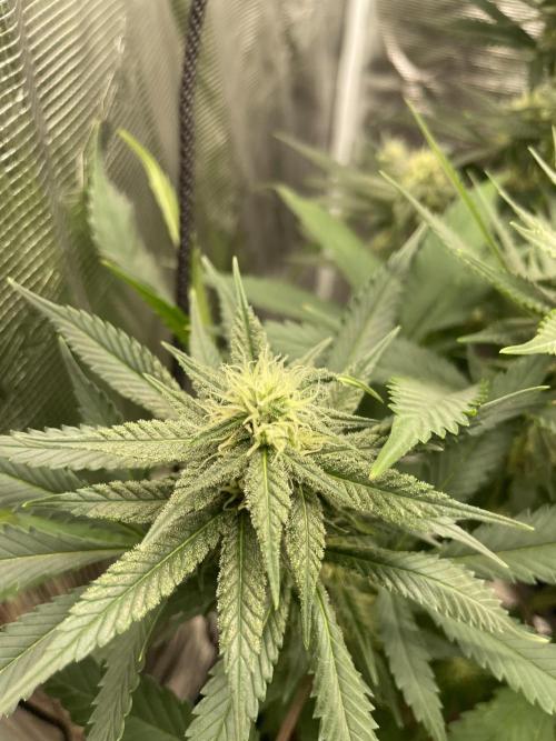 San Fernando lemon kush. Week 11