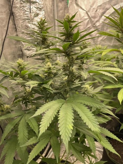 San Fernando lemon kush. Week 11