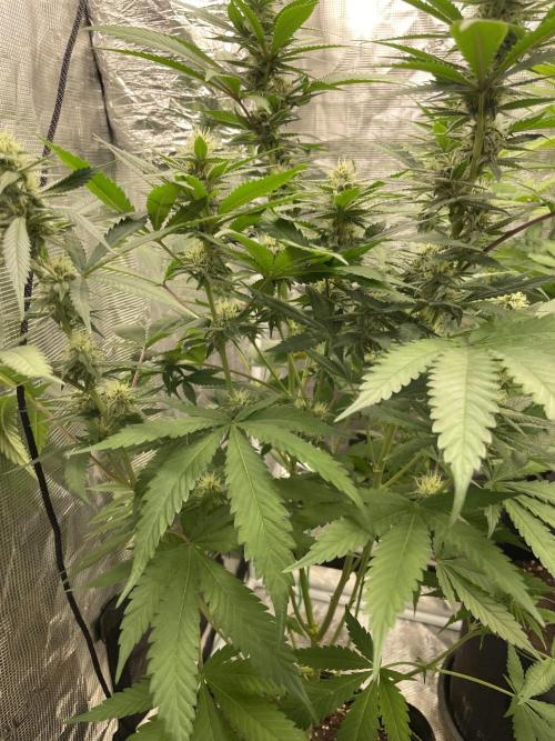 San Fernando lemon kush. Week 11
