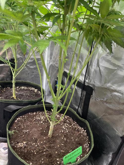 Blueberry. Week 11