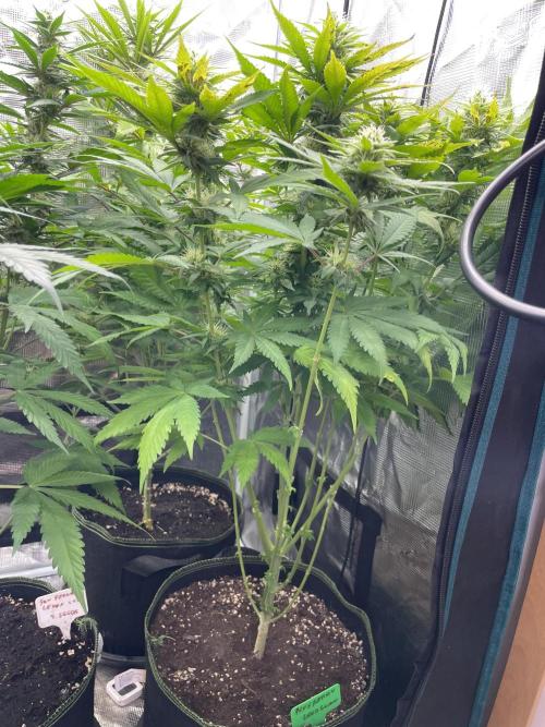 Blueberry. Week 11