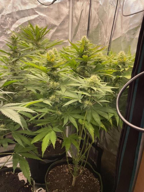Blueberry. Week 11