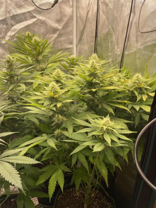 Blueberry. Week 11