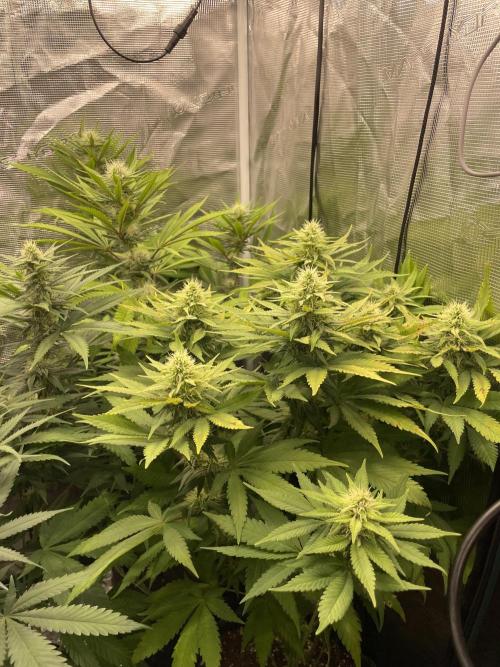 Blueberry. Week 11