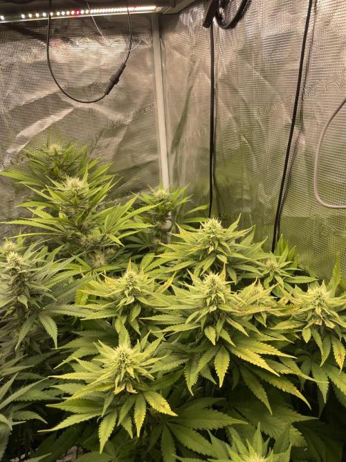 Blueberry. Week 11
