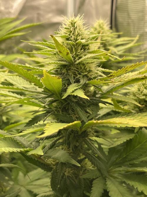 Blueberry. Week 11