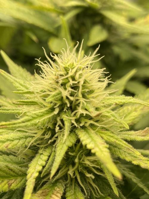 Blueberry. Week 11