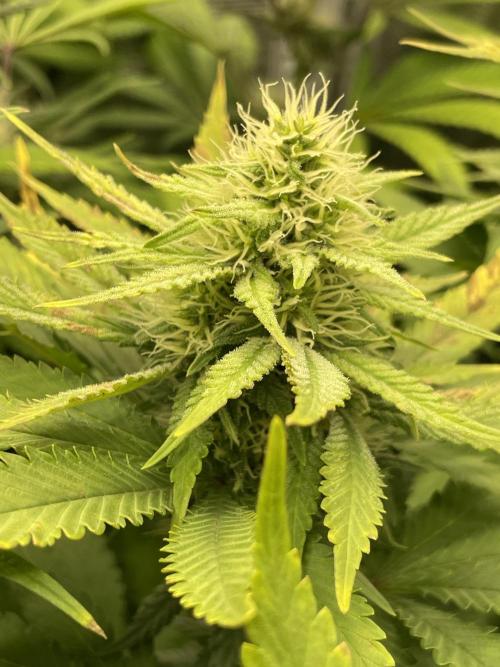 Blueberry. Week 11