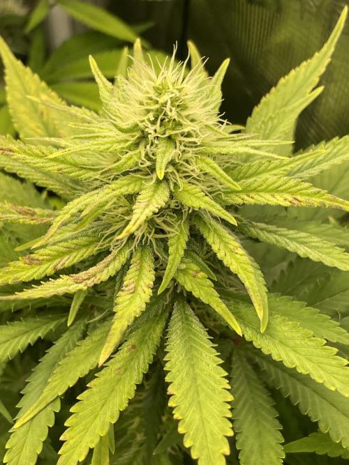 Blueberry. Week 11