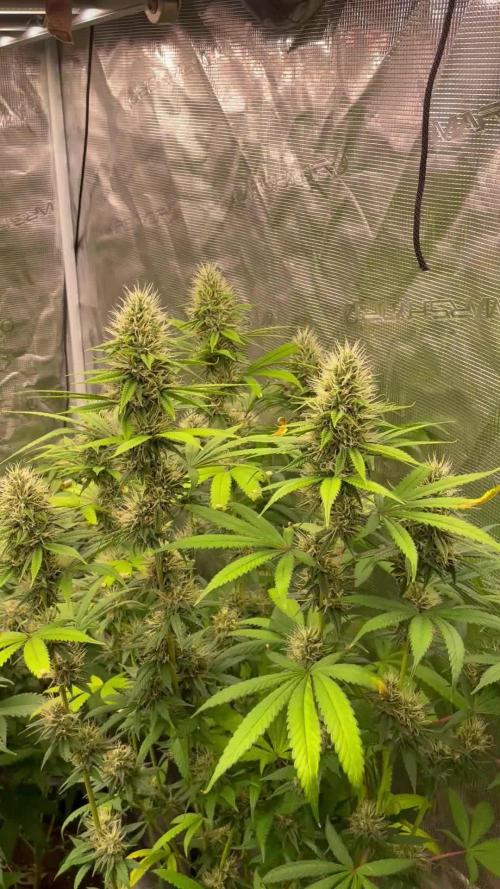 C.C.G / O.S.S Grow Event Poison cookies