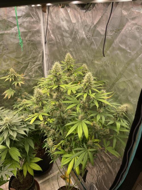C.C.G / O.S.S Grow Event Poison cookies. Week 14