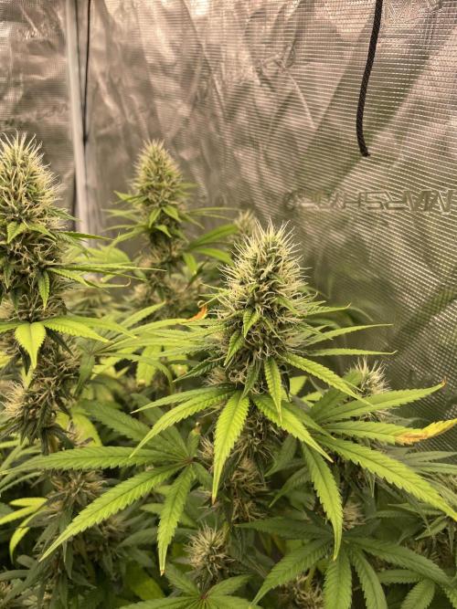 C.C.G / O.S.S Grow Event Poison cookies. Week 14
