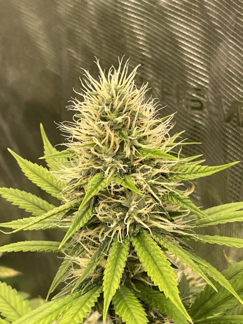 C.C.G / O.S.S Grow Event Poison cookies. Week 14