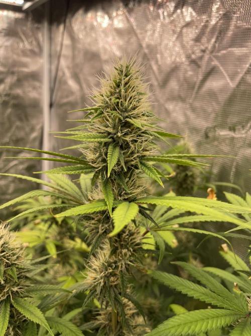 C.C.G / O.S.S Grow Event Poison cookies. Week 14
