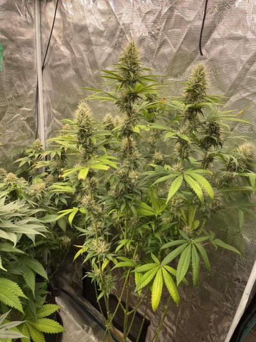 C.C.G / O.S.S Grow Event Poison cookies. Week 14