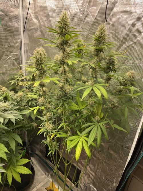 C.C.G / O.S.S Grow Event Poison cookies. Week 14