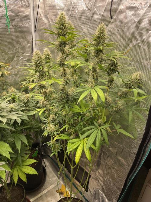 C.C.G / O.S.S Grow Event Poison cookies. Week 14