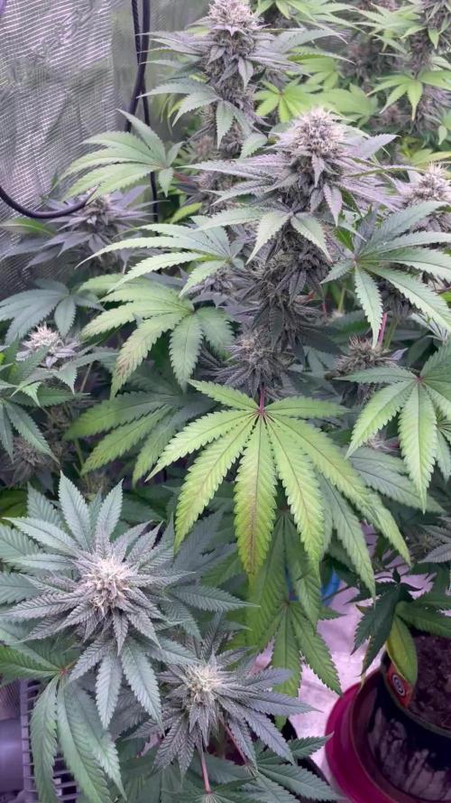 C.C.G / O.S.S Grow Event Citrus Slurp