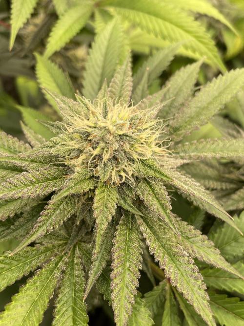 C.C.G / O.S.S Grow Event Citrus Slurp. Week 14
