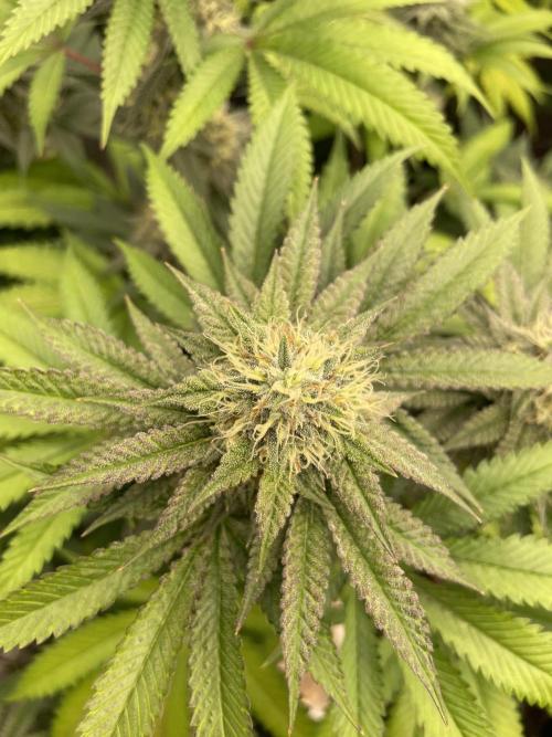 C.C.G / O.S.S Grow Event Citrus Slurp. Week 14
