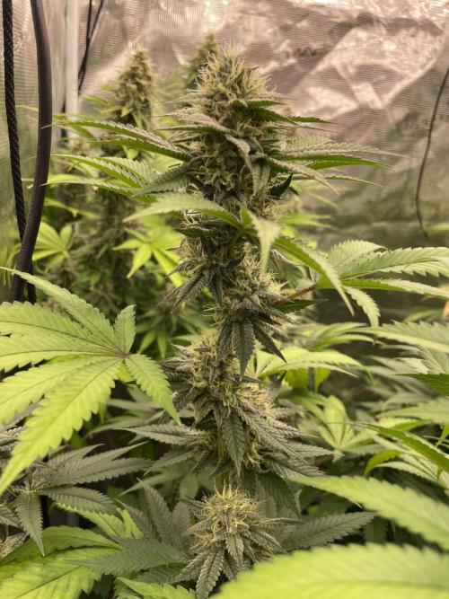C.C.G / O.S.S Grow Event Citrus Slurp. Week 14