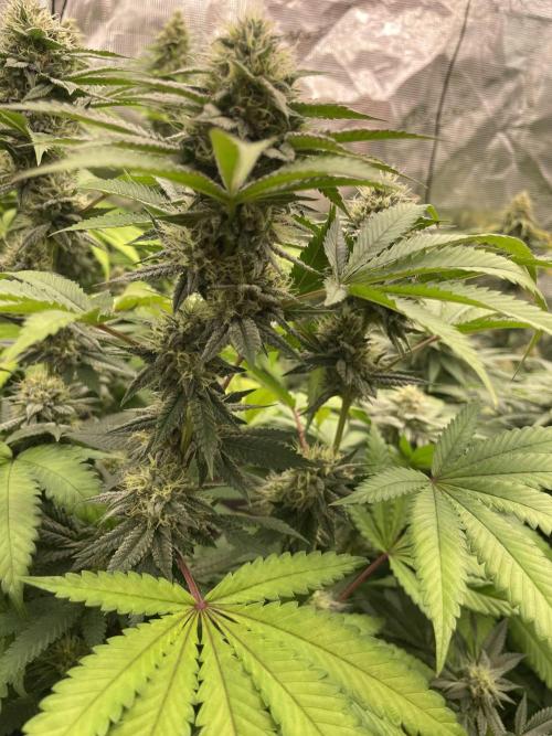 C.C.G / O.S.S Grow Event Citrus Slurp. Week 14