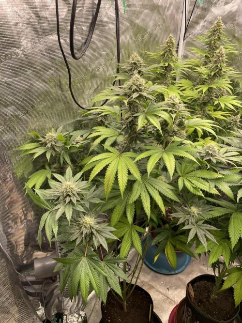 C.C.G / O.S.S Grow Event Citrus Slurp. Week 14