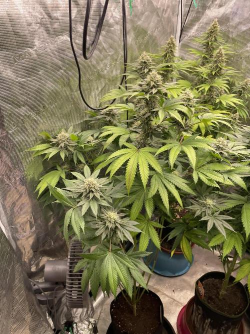 C.C.G / O.S.S Grow Event Citrus Slurp. Week 14